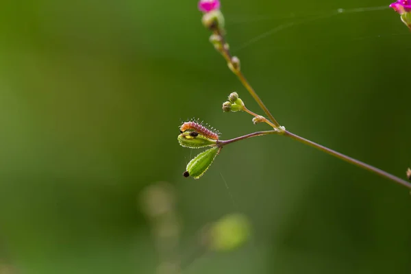 Pióropusz gąsienica ćmy (piórolotkowatych) — Zdjęcie stockowe