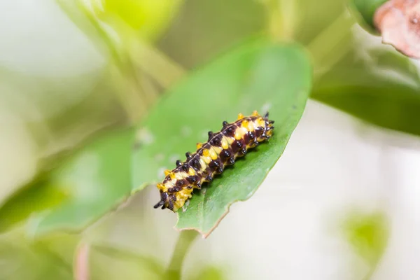 Zygaenid vlinder caterpillar — Stockfoto