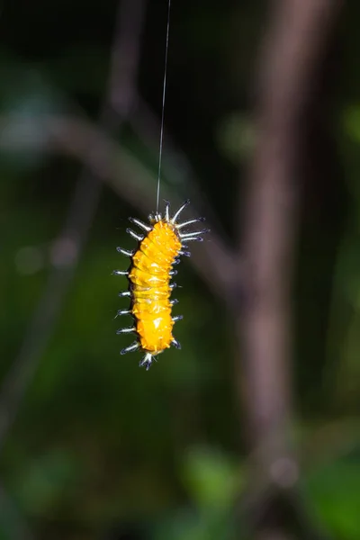 Callizygaena ada (Zygaenidae) caterpillar — Stock Photo, Image