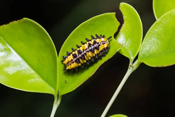 Zygaenid moth caterpillar — Stock Photo, Image