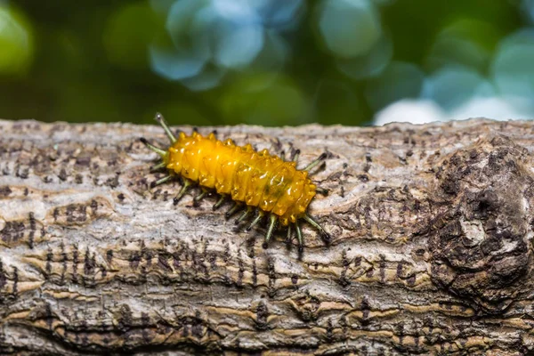 Callizygaena ada (Zygaenidae, de bloeddropjes) caterpillar — Stockfoto