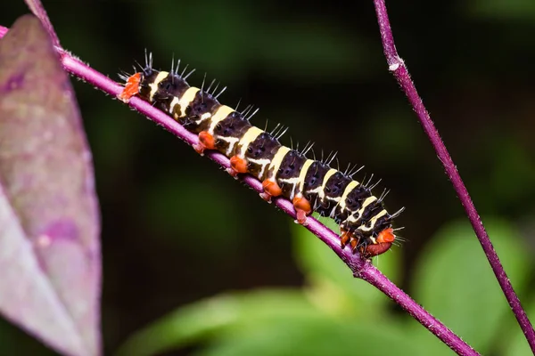 Peridrome orbicularis ćma caterpillar — Zdjęcie stockowe