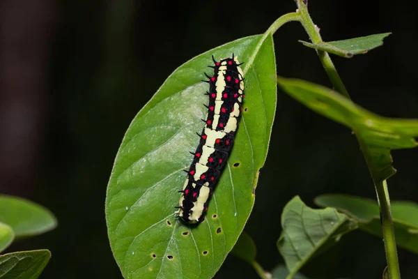 Oruga de Mimo Común (Papilio clytia) — Foto de Stock