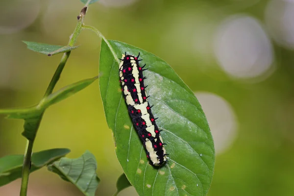 Wspólne Mime (Papilio clytia) firmy caterpillar — Zdjęcie stockowe