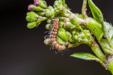Peridrome orbicularis güve tırtıl