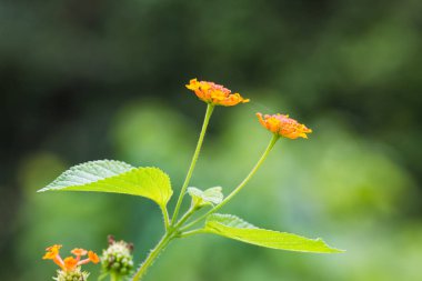 Lantana camara çiçekler