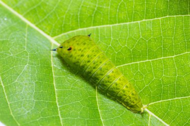 Kuyruklu Jay (Graphium agamemnon) caterpillar