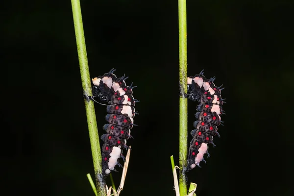 Gemeenschappelijke Mime (Papilio clytia) rupsen — Stockfoto