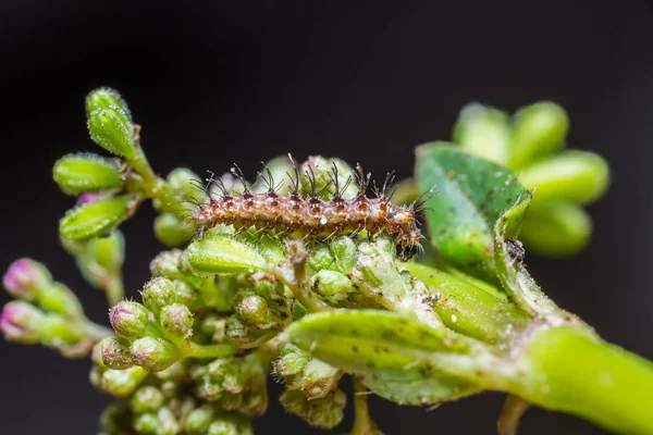 Peridrome orbicularis moth caterpillar — Stock Photo, Image