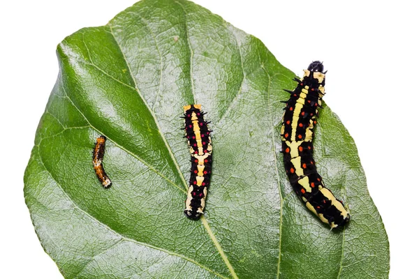 Lagartas de mímica comum (Papilio clytia) — Fotografia de Stock