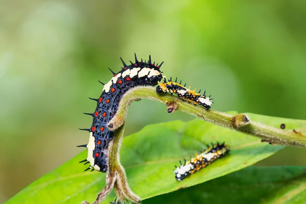 Common Mime (Papilio clytia) caterpillars — Stock Photo, Image