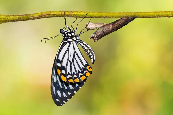 Společné Mime (Papilio Melikerta) motýl — Stock fotografie