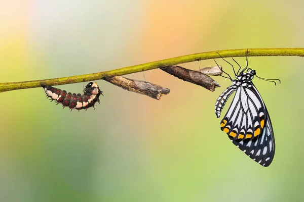 Ciclo de vida de la mariposa común Mime (Papilio clytia) — Foto de Stock
