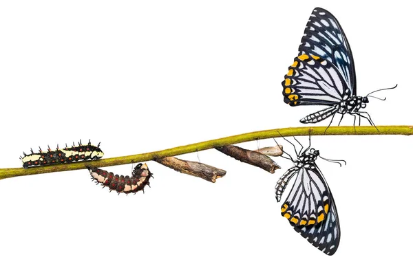 Cycle de vie du papillon commun Mime (Papilio clytia) — Photo