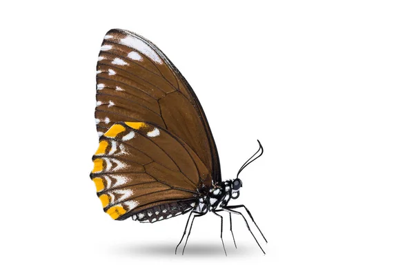Mimo comum (Papilio clytia) borboleta — Fotografia de Stock