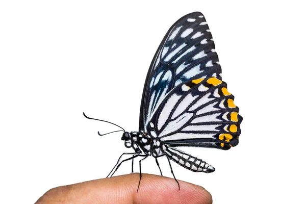 Często motyl Mime (Papilio clytia) — Zdjęcie stockowe
