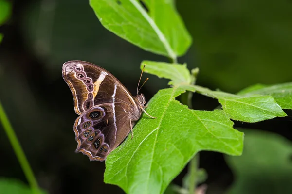 Bambu (Lethe europa) borboleta — Fotografia de Stock