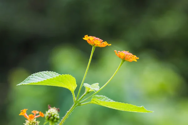 Lantana camara blommor — Stockfoto