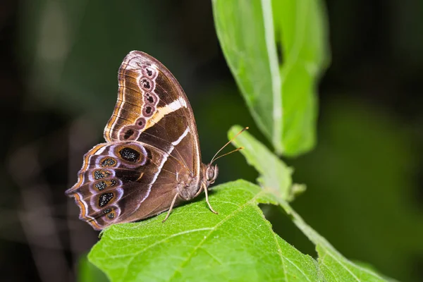 Bambu (Lethe europa) borboleta — Fotografia de Stock