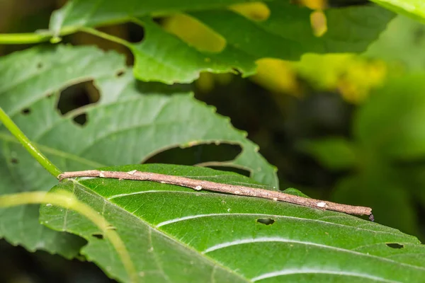 Siam insecto palo gigante (Tirachoidea siamensis ) — Foto de Stock
