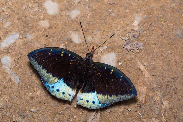 Männlicher gemeiner Erzherzog (lexias pardalis) Schmetterling — Stockfoto