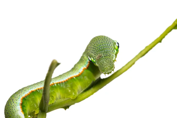 Stor Orange-tip (Hebomoia gift) caterpillar — Stockfoto
