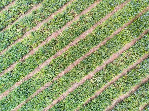 Top view of pineapple plantation — Stock Photo, Image