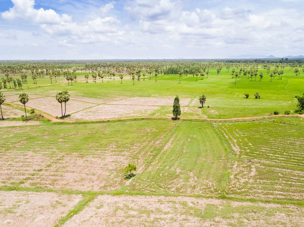 Sugar palm plantation and rice paddy — Stock Photo, Image