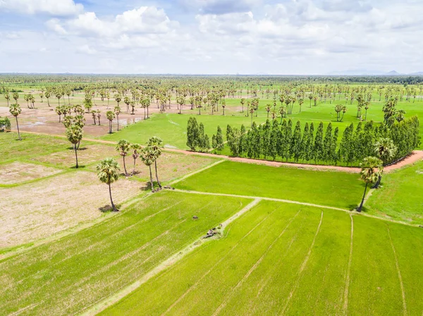 Sugar palm plantation och rice paddy — Stockfoto
