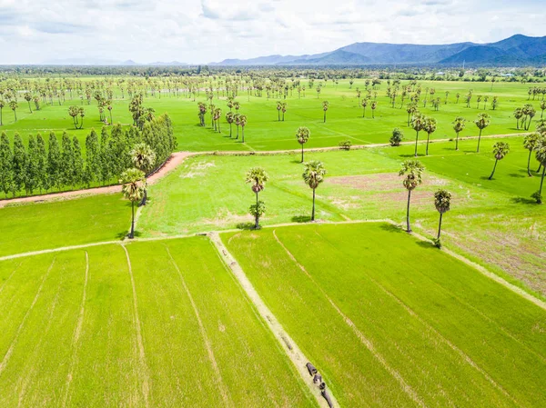 Plantación de palma de azúcar y arroz con cáscara — Foto de Stock