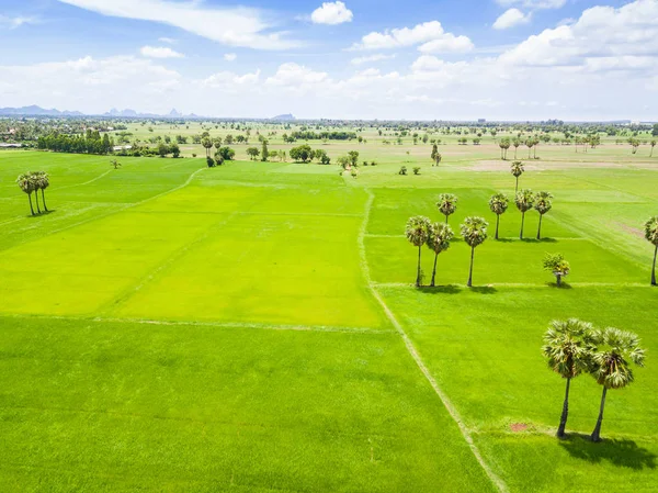 Rýže paddy a cukrem palm nebo toddy plantáže palmy — Stock fotografie