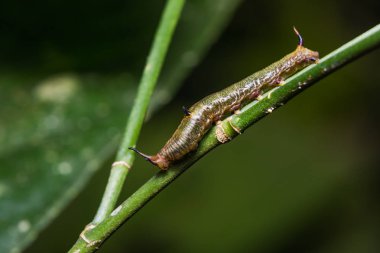 Küçük harita (Cyrestis themire) caterpillar