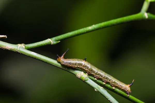 Küçük harita (Cyrestis themire) caterpillar — Stok fotoğraf