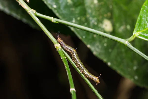 Liten karta (Cyrestis themire) caterpillar — Stockfoto