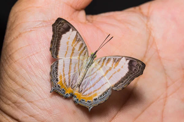 Kleine kaart (Cyrestis themire) vlinder — Stockfoto
