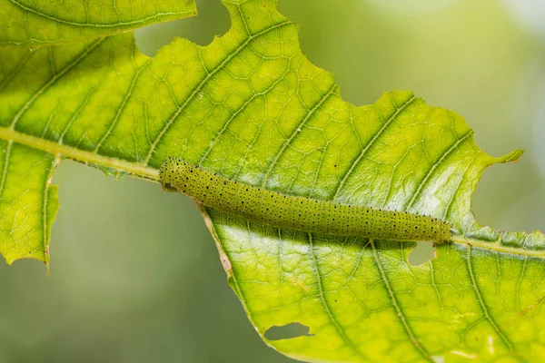 チョコレートのアルバトロス (Appias lyncida) キャタピラー — ストック写真