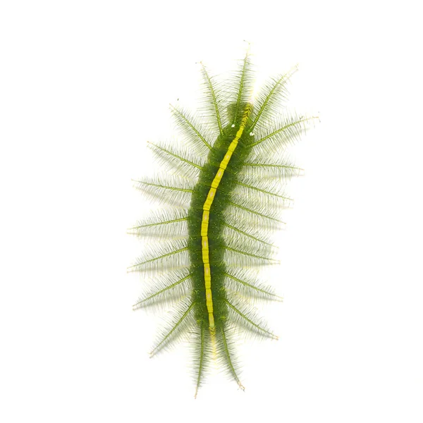 Mango Baron (Euthalia aconthea) caterpillar — Stok fotoğraf