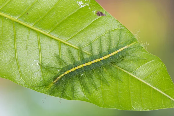 Mango Barón (Euthalia aconthea) oruga — Foto de Stock