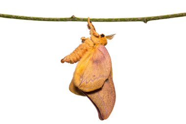 Yeni doğan Cricula Silkmoth (Cricula Trifenestrata)