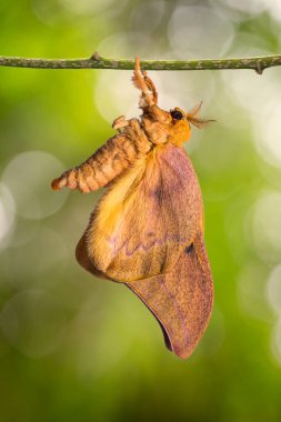 Yeni doğan Cricula Silkmoth (Cricula Trifenestrata)