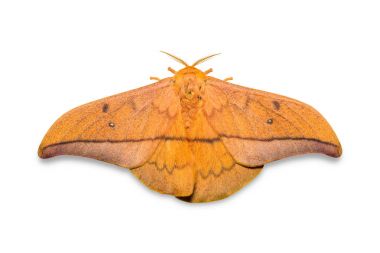 Cricula Silkmoth (Cricula Trifenestrata)