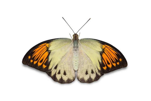 Wielki Motyl Orange Porada (Hebomoia glaucippe) — Zdjęcie stockowe