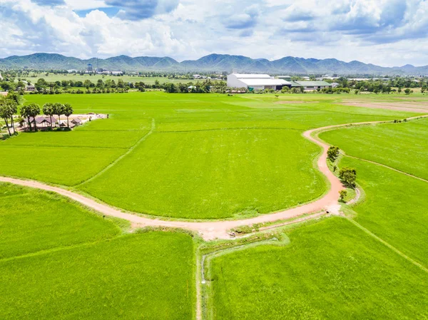 Arroz arrozal y camino de tierra — Foto de Stock