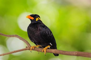 Ortak Hill Myna (Gracula bileğinde intermedia)