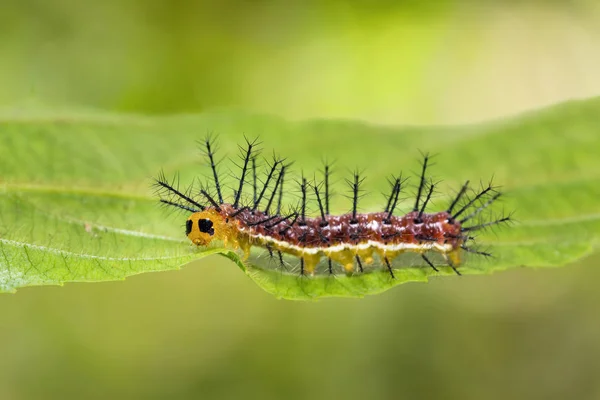 Rustik (Cupha erymanthis) caterpillar — Stockfoto