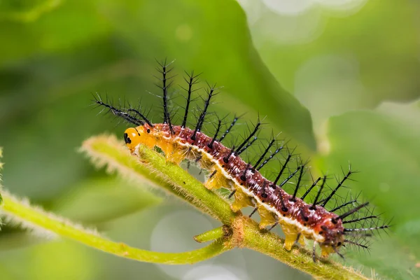 Rustieke (Cupha erymanthis) caterpillar — Stockfoto