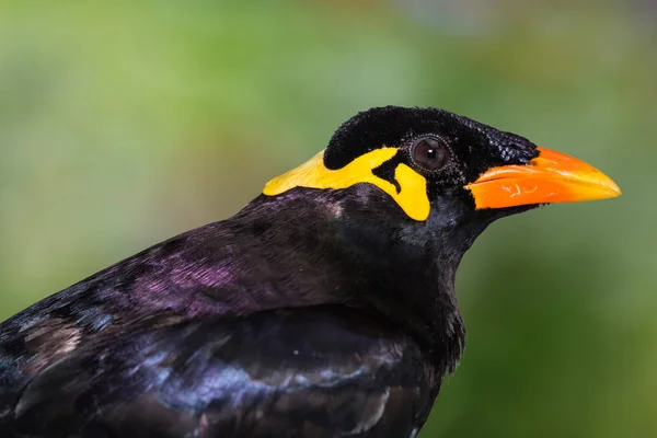 Λόφος κοινή Myna (Gracula religiosa intermedia) — Φωτογραφία Αρχείου