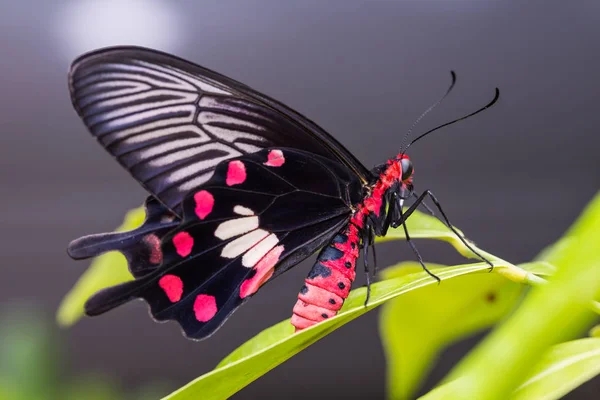 Często motyl Rose (Pachliopta aristolochiae goniopeltis) — Zdjęcie stockowe