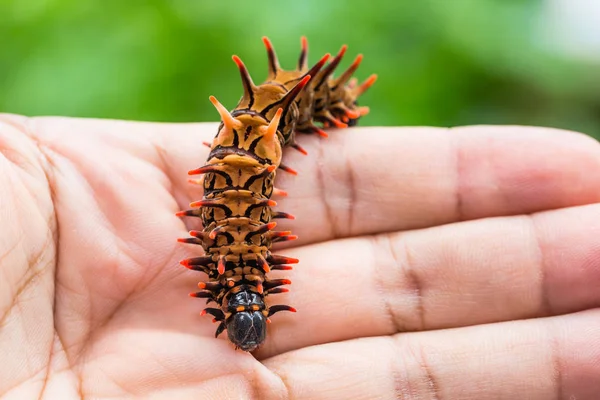 Gouden vogelvleugelvlinder (Troides aeacus) caterpillar — Stockfoto