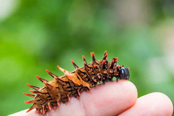 Gouden vogelvleugelvlinder (Troides aeacus) caterpillar — Stockfoto